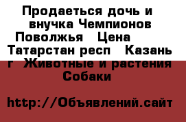 Продаеться дочь и  внучка Чемпионов Поволжья › Цена ­ 15 - Татарстан респ., Казань г. Животные и растения » Собаки   